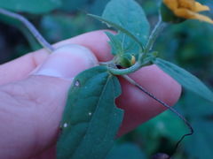 Melampodium divaricatum