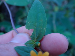 Melampodium divaricatum