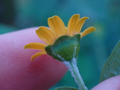 Melampodium divaricatum