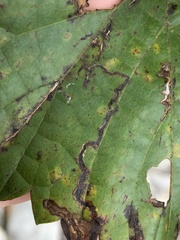 Phyllocnistis vitegenella