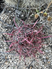 Ferocactus gracilis