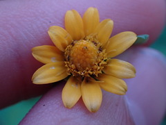 Melampodium divaricatum