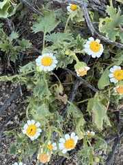 Perityle emoryi