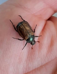 Anomala testaceipennis