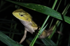 Calotes versicolor