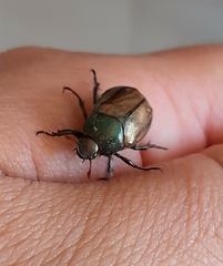 Anomala testaceipennis