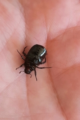 Anomala testaceipennis