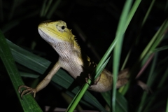 Calotes versicolor