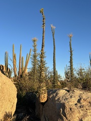 Fouquieria columnaris