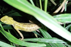 Calotes versicolor