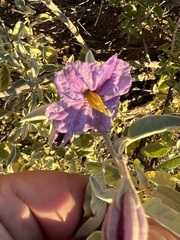 Solanum hindsianum