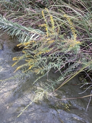 Solidago juliae