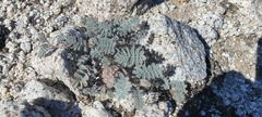 Dalea mollissima