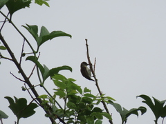 Picumnus granadensis