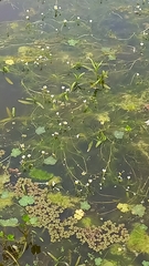 Ranunculus aquatilis