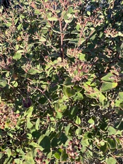 Euphorbia tomentulosa