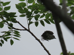 Picumnus granadensis