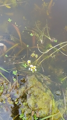 Ranunculus aquatilis