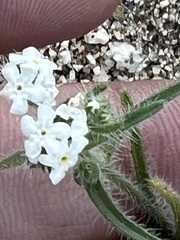 Cryptantha intermedia