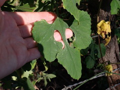 Cucurbitales