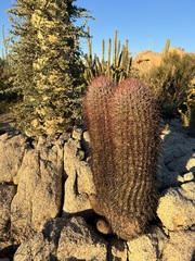 Ferocactus gracilis