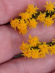 Solidago juliae