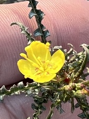 Eulobus