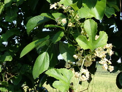 Cordia dentata