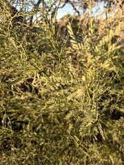 Prosopis glandulosa