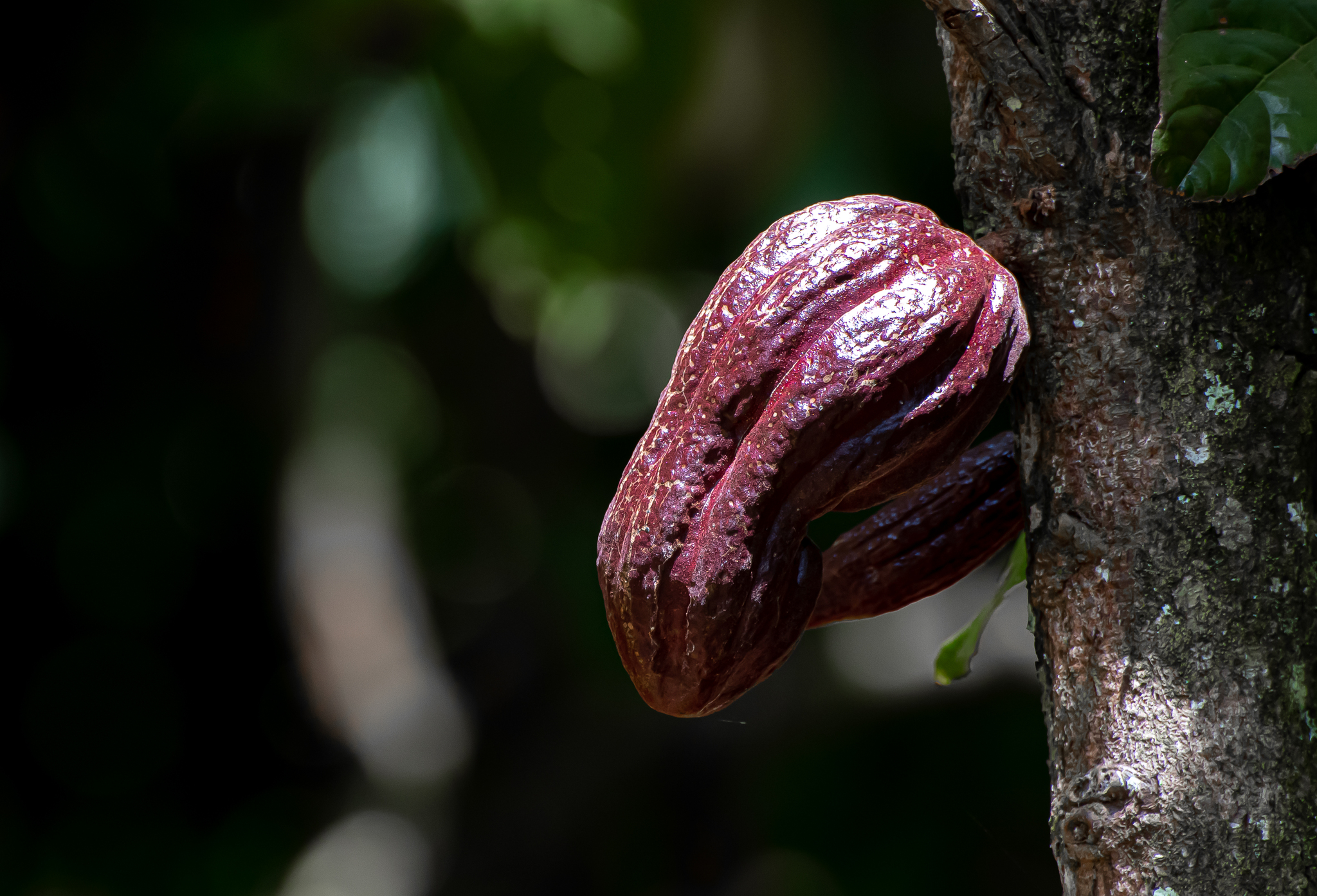 Theobroma cacao