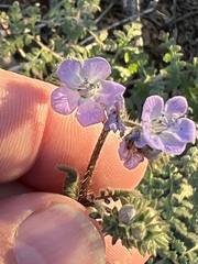 Phacelia ramosissima