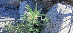 Mohavea confertiflora