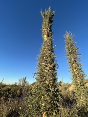 Fouquieria columnaris