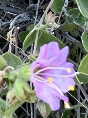 Mirabilis laevis