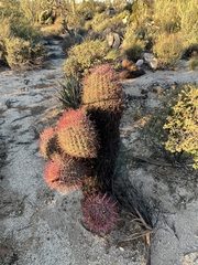 Ferocactus gracilis