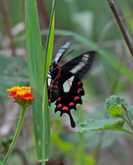Parides agavus
