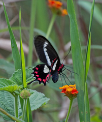 Parides agavus