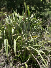 Phormium tenax
