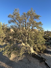 Pachycormus discolor