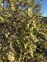 Pachycormus discolor