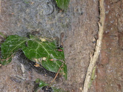 Thaumetopoea processionea