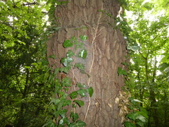 Thaumetopoea processionea