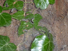 Thaumetopoea processionea