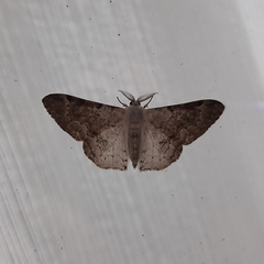 Geometridae