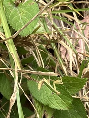 Miomantis caffra