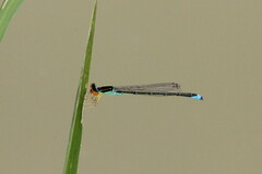 Enallagma antennatum