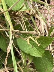 Miomantis caffra