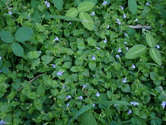 Torenia crustacea