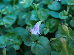 Torenia crustacea