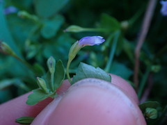 Torenia crustacea
